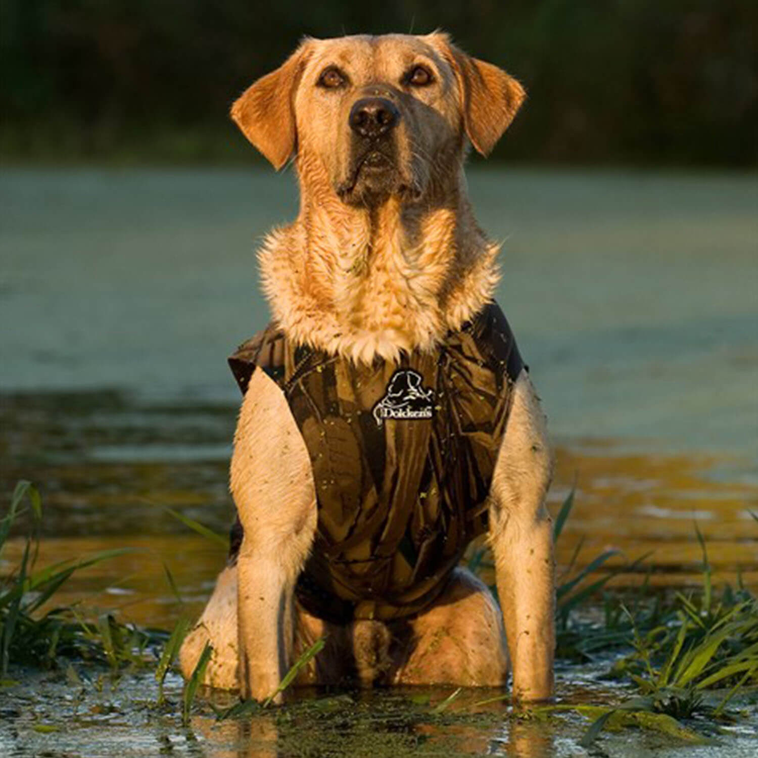 Dokken dog neoprene waistcoat (Realtree MAX-5)