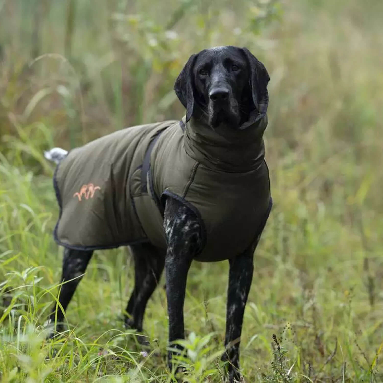 Blaser dog cape (green)